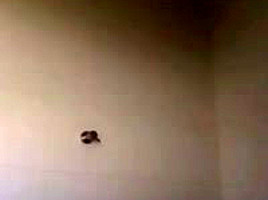Amateurmex - La amante del Gerente Banco Azteca - Webcam Omegle