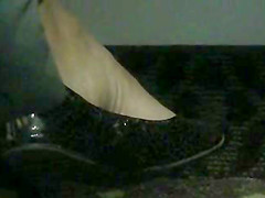 Black Flats of co-worker - beautiful MILF Feet