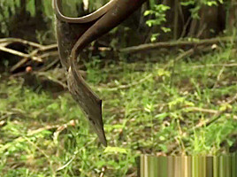 Bound girlnextdoor roughly drilled by ranger