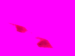 Drochit Mne Nogami, A Ya Ee Trahnul I V Rot I V Zhopu