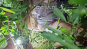 Exclusiv Pee In Savana Before Sun Rise# Net Dress N No Panties For Night Safari