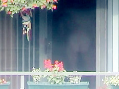 Hottest peeper adult scene