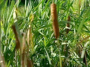 Incredible adult scene Czech wild , watch it