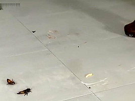 Jocelyn crushes roaches in her sexy boots!