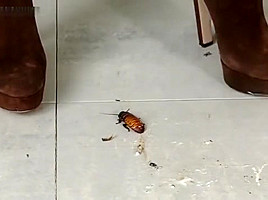 Jocelyn crushes roaches in her sexy boots!