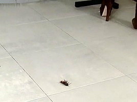 Jocelyn crushes roaches in her sexy boots!