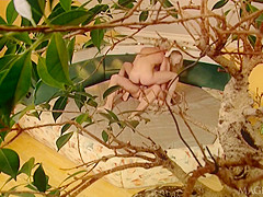 Magiksex - Mandy Dee Entrance To Eden