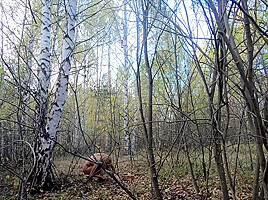 Nude Picking Mushrooms In The Forest