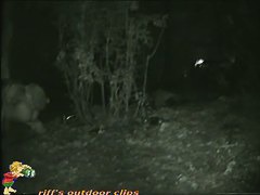 Skinny girl pissing in the woods caught on nightcam