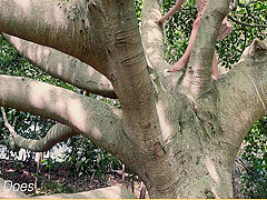 Wifey Saw A Tree And Had To Climb It But Forgot Her Panties